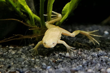 Hymenochirus spp. – African Dwarf Frog (5 cm)