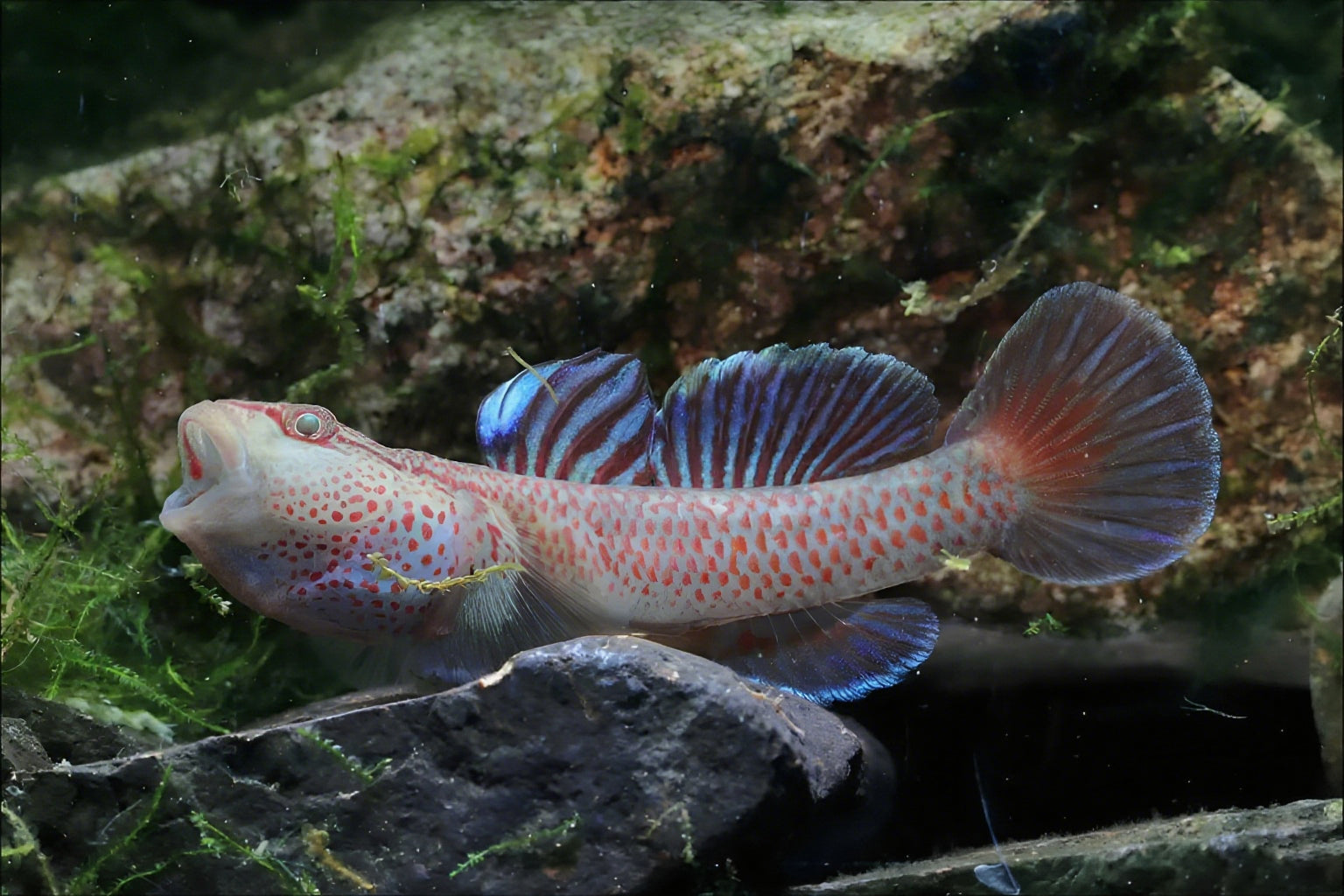 Fishie Tales