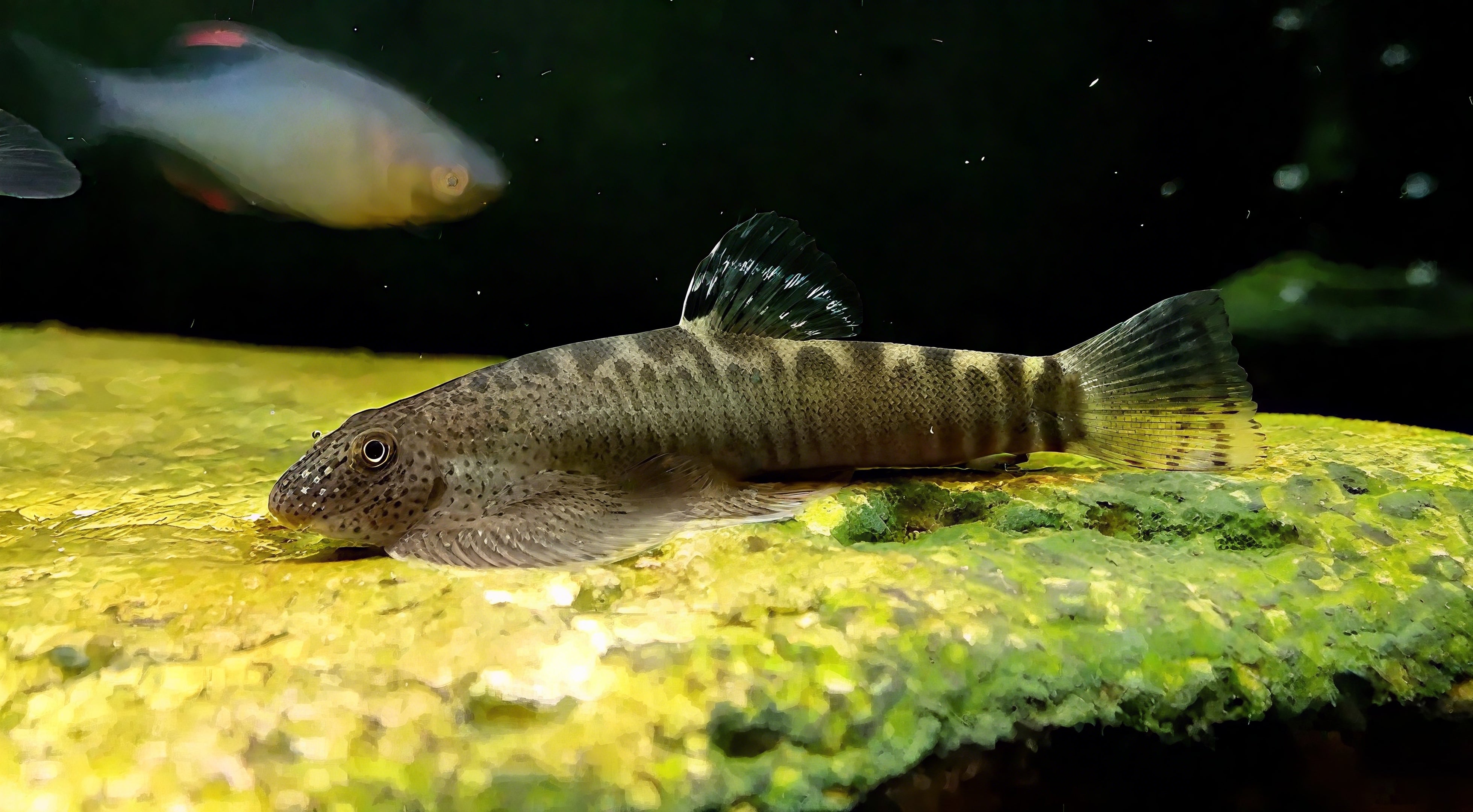 Fishie Tales