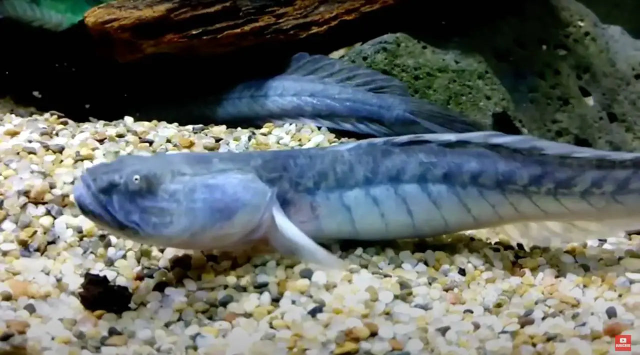 Blue Sacred Dragon Goby (Rhinogobius sp.) – ~4 cm