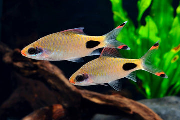 Dawkinsia assimilis (Mascara Barb) 7-8 cm