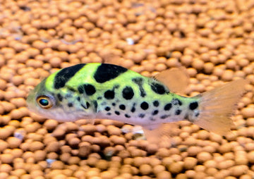 Tetraodon lineatus (Fahaka Puffer) 30–43 cm