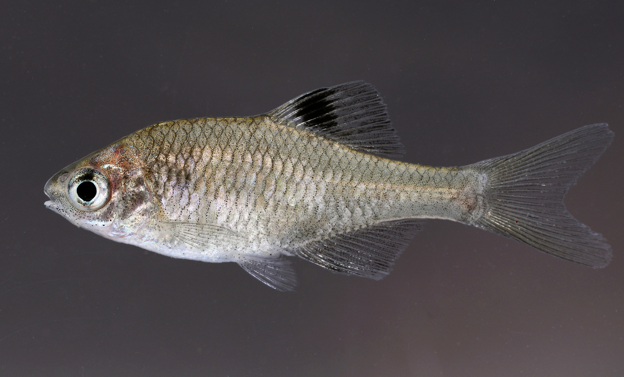 Heilongjiang Bitterling (Rhodeus cf. albomarginatus)