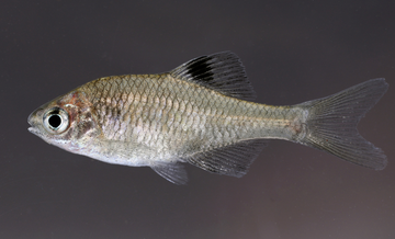 Heilongjiang Bitterling (Rhodeus cf. albomarginatus)