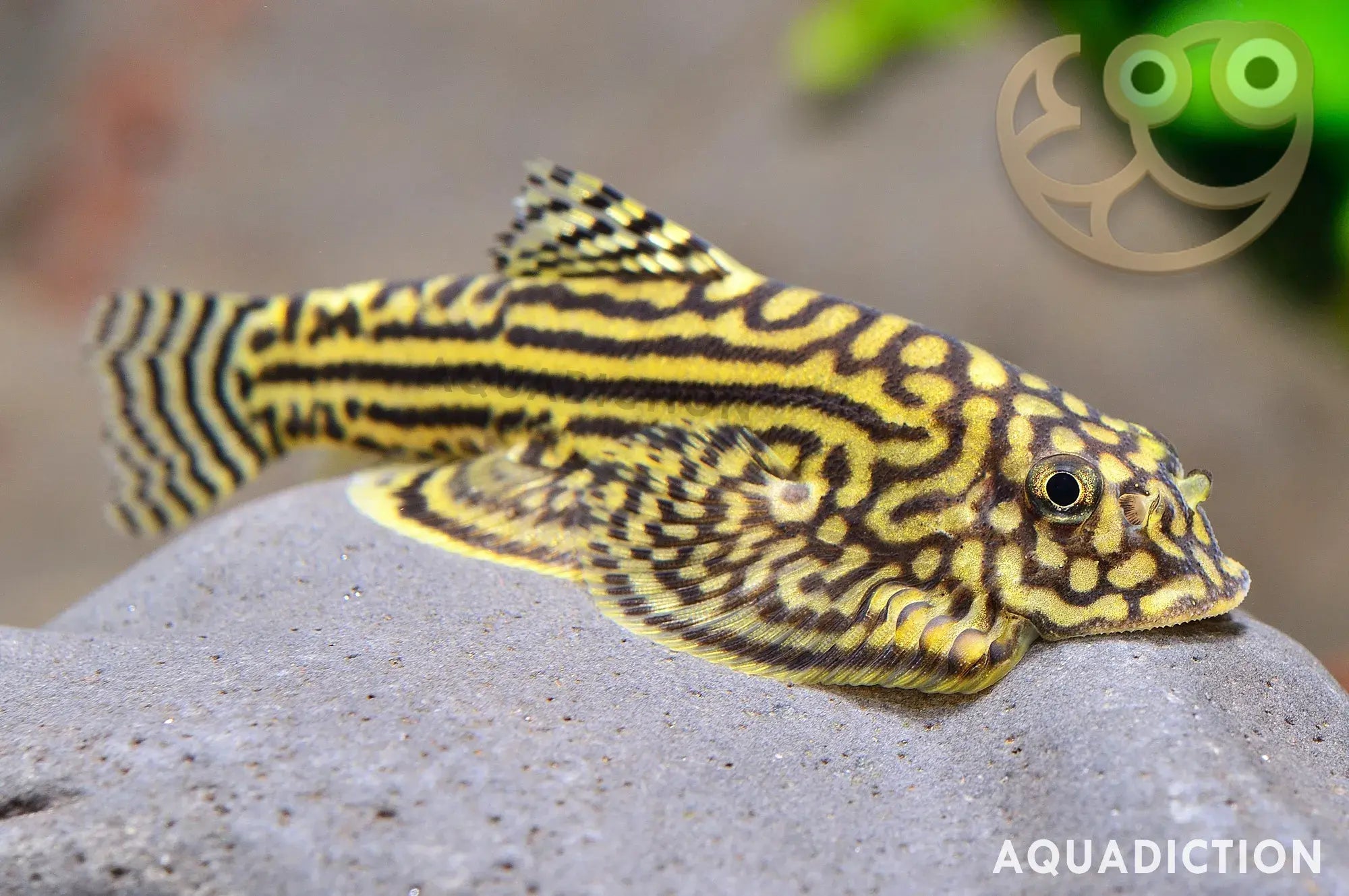 Sewellia lineolata – Gold Ring (Tiger / Reticulated) Hillstream Loach (~5.5–7 cm / ~2–2.5″)