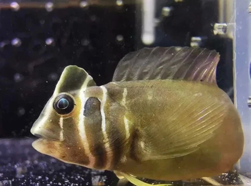 Top Hat Blenny (Omobranchus fasciolatoceps) 5 cm