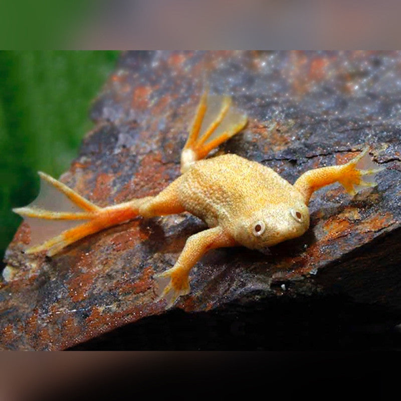 Hymenochirus spp. – African Dwarf Frog (5 cm)