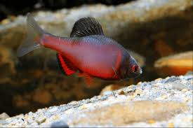 Red Body Tonkin Bitterling (Acheilognathus tonkinensis “Red Body”) – Vibrant Freshwater Jewel