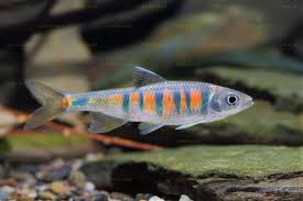 Zacco Orange Stripes – Vibrant Freshwater Stream Fish-(12-15 cm)