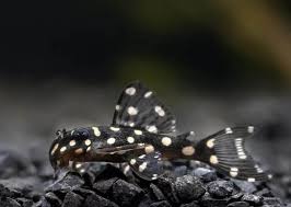 L471 – Mini Snowball Pleco (Hypancistrus sp. ) (3-3.5 cm)