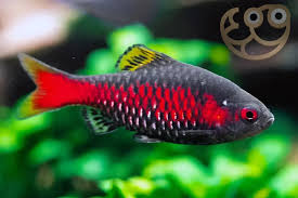 Pethia padamya – Odessa Barb / Ruby Barb (~5 cm / ~2″)