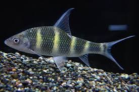 Golden Bumblebee Barb (Acrossocheilus longipinnis)