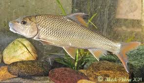 Neolissochilus stracheyi “Red” – Stracheyi Mahseer with Fiery Side Stripe