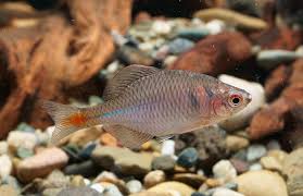 Light’s Bitterling (Rhodeus lighti) – Elegant River Mussel Brooder