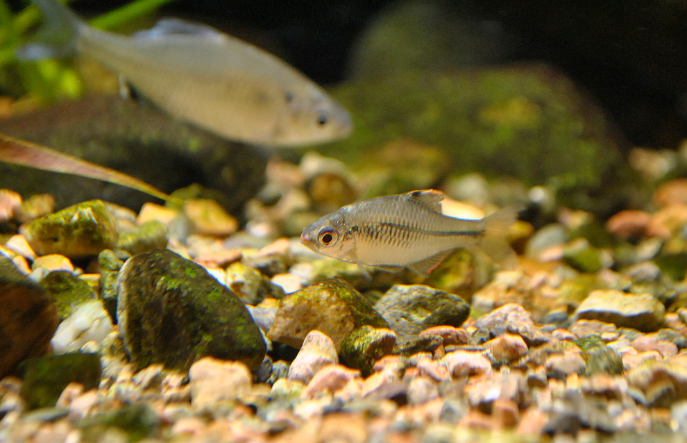 Fang’s Bitterling (Rhodeus fangi) – Elegant Subtropical Minnow