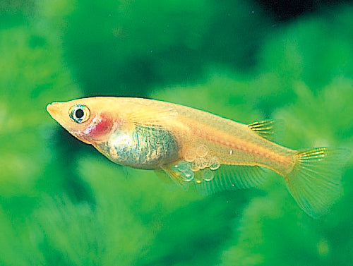 Medaka Rice Fish (Oryzias latipes) – 2.5–3 inches