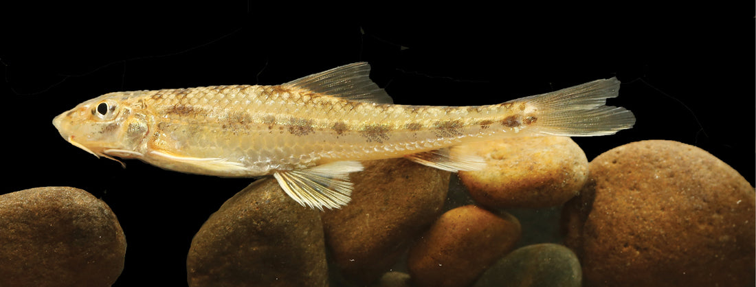 Gobiobotia tungi – Tung’s Gudgeon (≈12–13 cm TL / ≈5″)