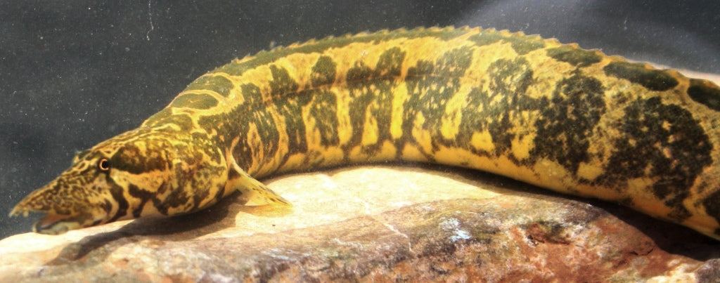 Macrognathus aculeatus – Lesser Spiny Eel (~20–35 cm / 8–14″)