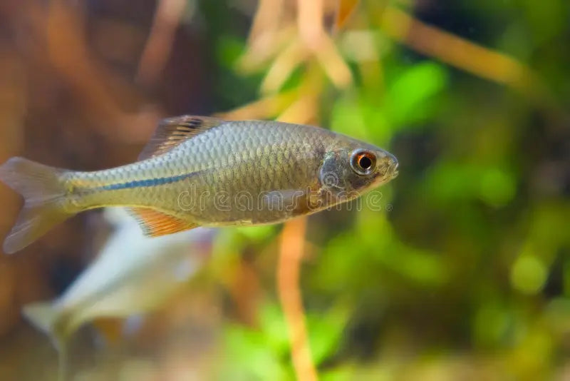 White Beard Bitterling (Acheilognathus sp.) – Distinctive Freshwater Beauty