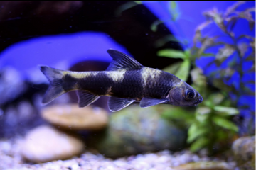 Sarcocheilichthys sinensis – Chinese Lake Gudgeon (~12 cm)
