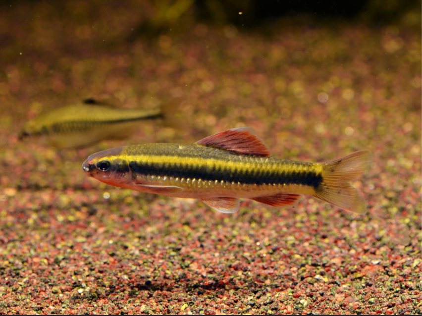 Sarcocheilichthys parvus – Chinese Neon Golden‑Stripe Shark (~5–7 cm)