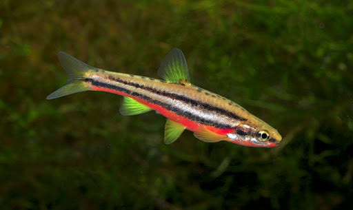 Vibrant Red Belly Dace (Chrosomus erythrogaster)