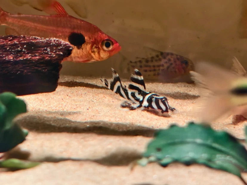 L046 Zebra Pleco